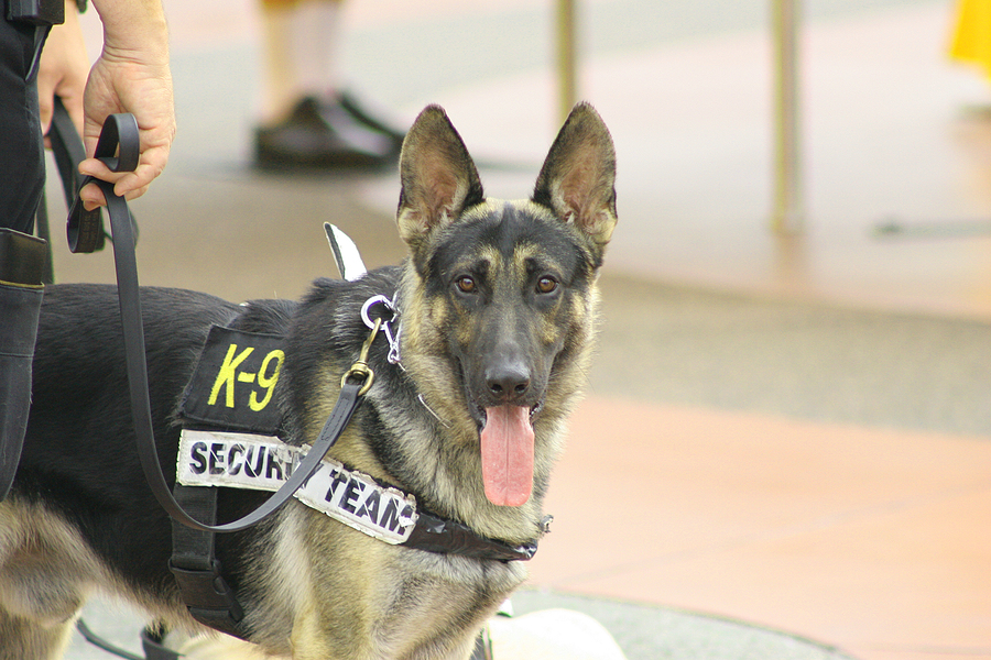 K9 Sniff Searches 