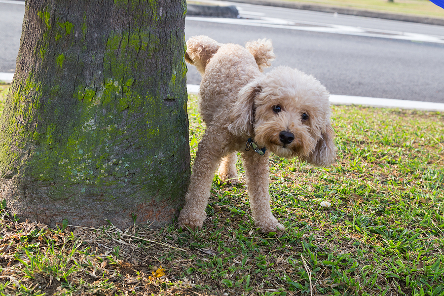 Public Urination Laws in Indianapolis 